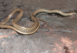 Large Whip Snake